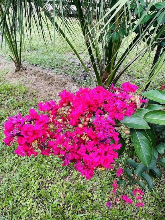 House Of Shells, Beautiful Garden, Fenced Yard, Dog Friendly, Fire Pit! Villa Crystal River Kültér fotó
